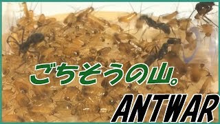 蟻戦争Ⅱ＃61 1000匹のゴキブリもアリからすればただのごちそう。編～For ants, a thousand cockroaches are just a feast.～