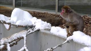 冬の円山動物園も楽しいよ　①　膝を抱えてひとり何かを語るニホンザル