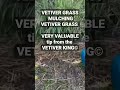 YOU GET Double growth with your VETIVER GRASS BY MULCHING with VETIVER GRASS LEAF   MULCH.