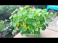 适合懒人和新手的低维护花卉，爬藤旱金莲（climbing nasturtium），旱金莲阿拉斯加（nasturtium alaska）。【莎拉养花】