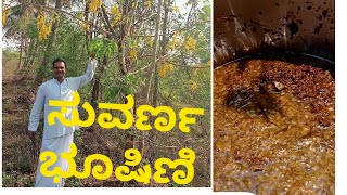 ಕಕ್ಕೇಮರ, ಬ್ಯಾಟೆಮರ, useful medicinal plant, health benefits, (cassia fistula)Golden Flower shower