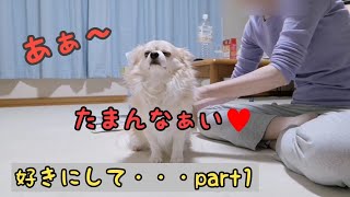 好きにして💕part①🐶ブラッシング編ジャンボチワワ🐶ぷる