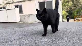 坂道で追いかけてくる黒ねこちゃん　No.６０６　２０２４年　４月１５日　１７：００　のくろねこちゃん　black cat