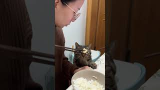 阿豹讨饭已经讨习惯了 # 小馋猫 # 吃货猫 # 狸花猫