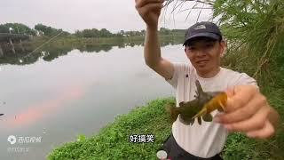 鸭血打窝，钓黄辣丁效果还不错，小鲶鱼也来抢吃，野钓夜钓黄骨鱼