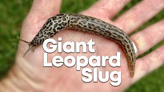 Watch how long this Giant Leopard Slug can stretch!