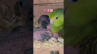 マメとウロコ 2025 1 15 #ウロコインコ #マメルリハインコ #インコ