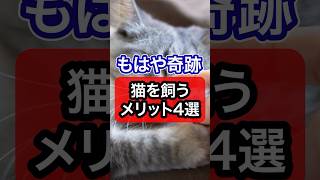 もはや奇跡！猫を飼うメリットを獣医師が解説 #保護猫 #猫のいる暮らし #猫 #ねこ #ネコ #獣医師