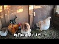 お金のかからないエサを有効活用せねば…【ニワトリ飼育】 173話目