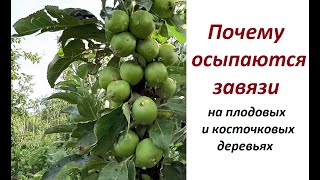 Почему опадают завязи