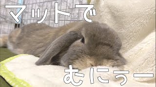 うさぎに「マットでほりほり」あげたら予想外でかわいいことになった【もふもふホーランドロップ】