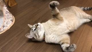 あんまりやる気がない猫