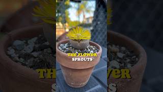 This living stone succulent is about to SPLIT open! #lithops #lithop #livingstone