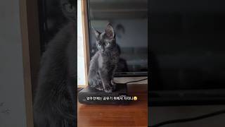 새끼고양이가 겨울을 나는 법 #구조냥 #아기고양이 #겨울나기