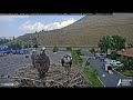 Hellgate Osprey - Beautiful Doe and Twin Fawns - Sa 8/10/24