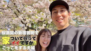 【花見】桜満開/新宿御苑のスタバ/大好きな番組の再現ごっこをする休日