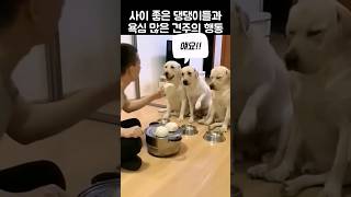 삼둥이 댕댕이 닭다리 들고 나가네 ㅋㅋ  #shorts #찐빵 #닭다리