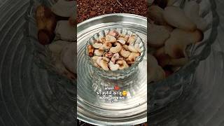 भाजलेले काजू😋|| Roasted Cashew Nuts || #kokan || #gavtervan