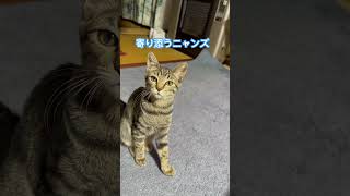 ネコと子ネコとおじさん　寄り添うニャンズの眼差し注意報発令中シリーズ　#shorts #cat #cats #cat #cats #猫 #保護猫 #子猫