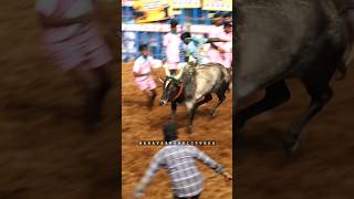 பாலமேடு ஜல்லிக்கட்டு 2024 #shorts #jallikattu