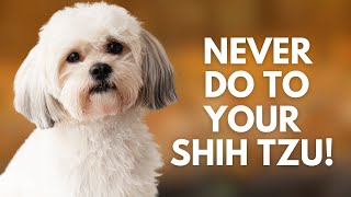 5 Things You Must Never Do to Your Shih Tzu Dog