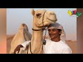 wow can a camel be cooked that way 10 crazy facts about camels