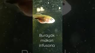 cara burayak makan infusoria