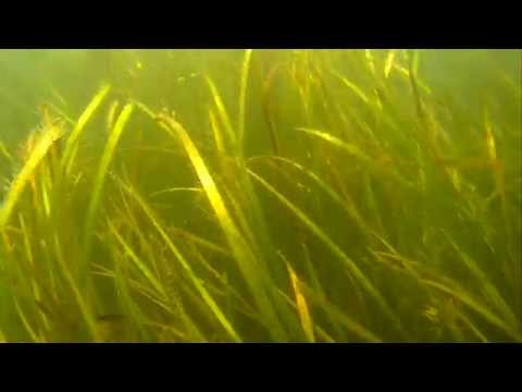 Seagrass Flooring Sydney Grass Flooring
