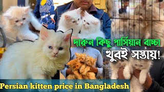 দারুন কিছু পার্সিয়ান বাচ্চা খুবই সস্তায় | @SClubVlogs | Persian kitten price in Bangladesh 2025