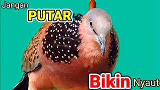 Suara Burung TEKUKUR LOKAL Gacor kuk 1 khusus pancingan yang malas bunyi - PUTAR LANGSUNG NYAUT ..!!