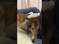 遊び疲れてよこでねるシェルティ sheltie dog シェルティ