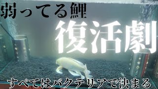 出産後疲れ果て、死にかけの鯉を復活させる‼️#鯉 #錦鯉 #ヒレナガ鯉