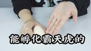 【熊霸天的摄像老师】能孵化霸天虎的恐龙蛋