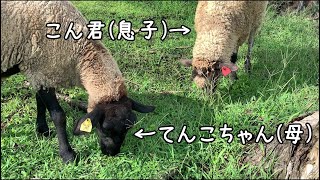 【ムシャムシャ動画】黙々と草を食べる羊【まかいの牧場】