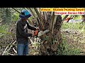 How to properly pruning palm using senso mini‼️Indonesian palm oil