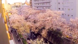 中目黒 目黒川 桜 2016 満開