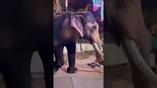 ELEPHANT AT POORNATHRAYEESHA TEMPLE TRIPUNITHURA