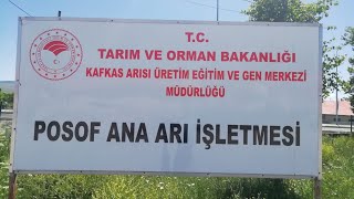 Zir. Yük. Müh. Gülten BULUT ile Damızlık Kafkas ana arı çiftleştirme kovanı incelemesi ve boyama