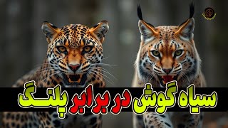 مستند حیات وحش // سیاه گوش در برابر پلنگ : مقایسه دو گربه سان جذاب حیات وحش