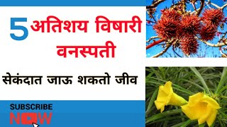 या वनस्पतीपासून सावधान रहा || 5 Very Dangerous Poisonous Plants In The World ||