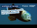 Mysteries of the Deep with MBARI's Dr. Bruce Robison — Midwater Wonders!