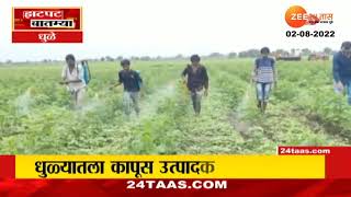 Dhule Farmers | अतिवृष्टीमुळे कापूस पिकावर कीड, धुळ्यातील शेतकरी चिंतेत