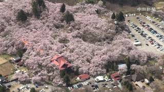 【空撮】高遠城址公園で桜見頃