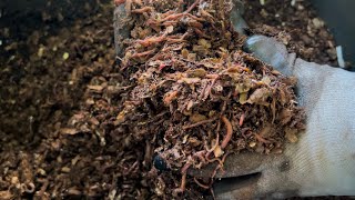 Prepared Bedding - A Simple 2 Ingredient Effective Worm Bedding