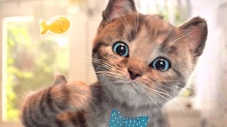 Dobrodružství roztomilého malého koťátka - Little Kitten