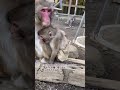 【高尾山さる園】お気に入りの布 she like cloth【snow monkey】　 japanesemonkey monkey