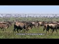 獵豹偷襲小角馬，卻被暴走的角馬瘋狂頂撞，獵豹瞬間翻車【九尾style】