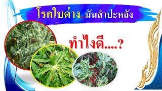 Cassava leaf spot disease and damage assessment method...2023 (Sub English)