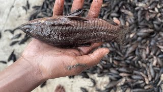 Hassa catching in Guyana