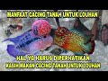 KASIH MAKAN LOUHAN PAKAI CACING TANAH